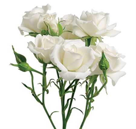 Farm Fresh Rosa Tr White Majolica(Bunch of 10 stems, Length 50cm)