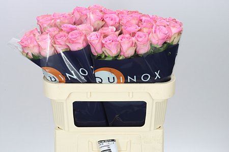 Farm Fresh Rosa Gr Renaissance(Bunch of 10stems, Length 60cm)