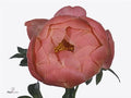 Farm Fresh Paeonia Coral Charm (Bunch of 10stems, Length 70cm)