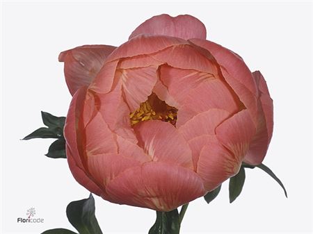 Farm Fresh Paeonia Coral Charm (Bunch of 10stems, Length 70cm)