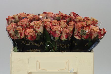 Farm Fresh Rosa Gr Cappuccino(Bunch of 25 stems, Length 50cm)