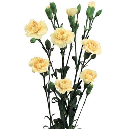 Farm Fresh Spray Carnations Cream(Bunch of 25 stems, Length 70cm)