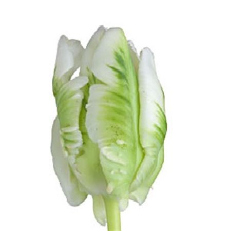 Farm Fresh Tulipa Pa Superparrot ( Bunch of 50stems, Length 35cm)
