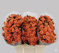 Farm Fresh Santini Miller Smokey (Bunch of 25 stems, Length 55cm)