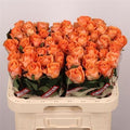 Farm Fresh Rosa Gr On Fire (Bunch of 10 stems, Length 70cm)