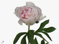 Farm Fresh Paeonia Reine Hortens (Bunch of 10stems, Length 60cm)