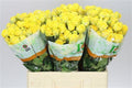 Farm Fresh Rosa Tr Tarantella(Bunch of 10 stems, Length 60cm)