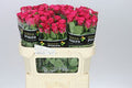 Farm Fresh Rosa Gr Orchestra(Bunch of 10 stems, Length 70cm)