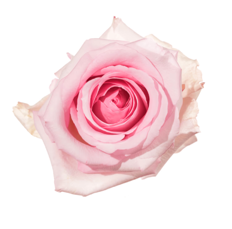Farm Fresh Rosa Ecuadorian Gr Nena (Bunch of 25 stems, Length 50cm)