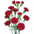 Farm Fresh Spray Carnations Burgandy (Bunch of 25 stems, Length 70cm)