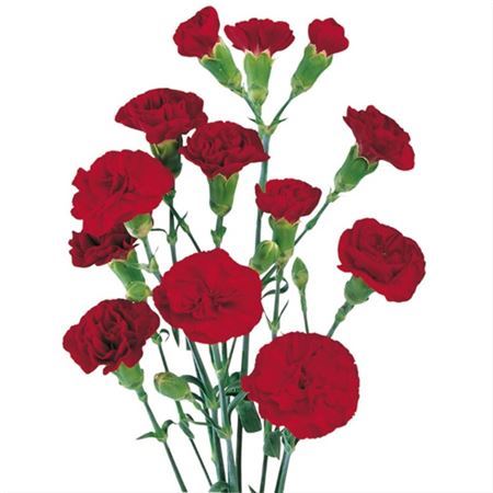 Farm Fresh Spray Carnations Burgandy (Bunch of 25 stems, Length 70cm)