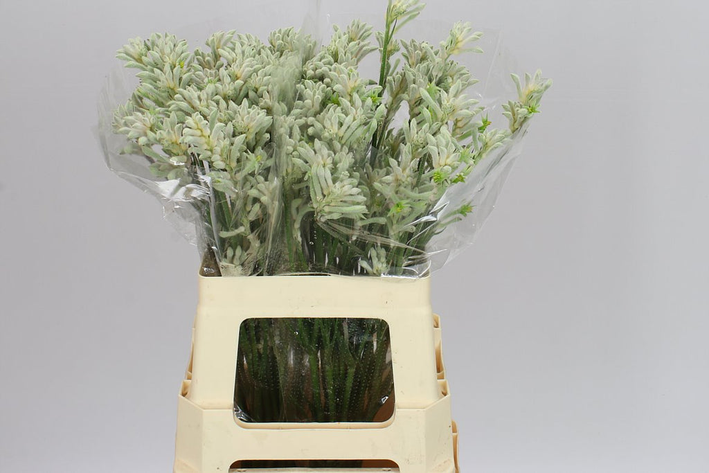 Farm Fresh Anigozanthos Bush Diamond(Bunch of 20 Stems, Length 50cm)