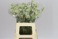 Farm Fresh Anigozanthos Bush Diamond(Bunch of 20 Stems, Length 50cm)