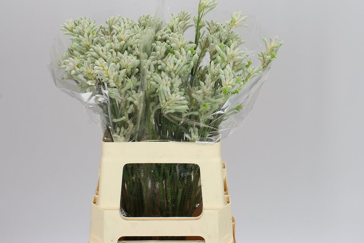 Farm Fresh Anigozanthos Bush Diamond(Bunch of 20 Stems, Length 50cm)