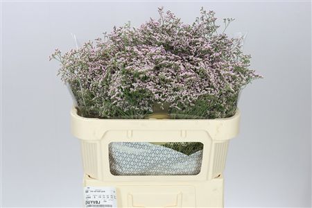 Farm Fresh Limonium Saf Oshi Pink(Bunch of 25stems, Length 70cm)