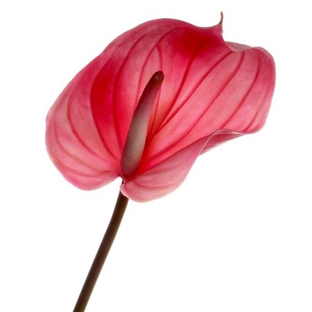 Artificial Anthurium Dark Pink Real Touch 76cm (PACK OF 2)