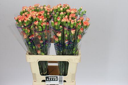 Farm Fresh Spray Carnations Kelly(Bunch of 25 stems, Length 60cm)
