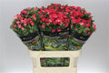 Farm Fresh Rosa Gr Fireworks (Bunch of 10 stems, Length 80cm)