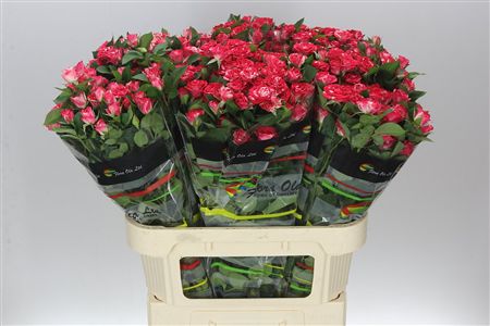 Farm Fresh Rosa Gr Fireworks (Bunch of 10 stems, Length 80cm)