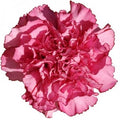 Farm Fresh Carnations Amico Lavender(Bunch of 20 stems, Length 70 cm)