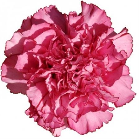 Farm Fresh Carnations Amico Lavender(Bunch of 20 stems, Length 70 cm)