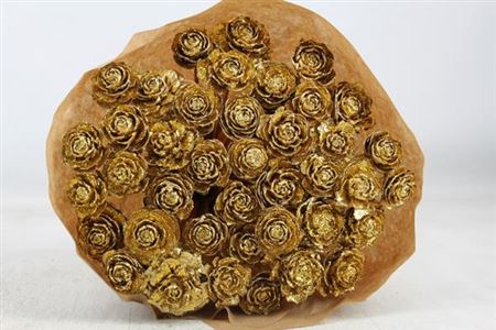 Dried Cederroos Gold