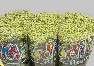 Santani Mad Nyaka Creme(Bunch of 25 stems, Length 50-60cm)