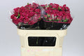 Farm Fresh Rosa Tr Cheyenne(Bunch of 10 stems, Length 70cm)