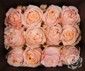 Farm Fresh Rosa Ecuadorian Gr Glow Girl(Bunch of 25stems, Length 40cm)