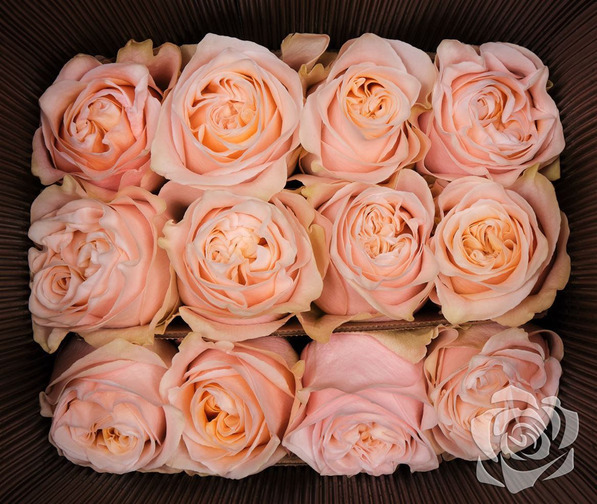 Farm Fresh Rosa Ecuadorian Gr Glow Girl(Bunch of 25stems, Length 40cm)