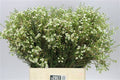Farm Fresh Chame Wax Sirius (Bunch of 25 stems, Length 60cm)