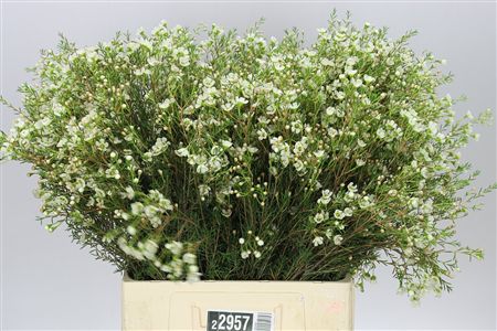 Farm Fresh Chame Wax Sirius (Bunch of 25 stems, Length 50-60cm)