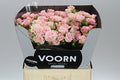 Farm Fresh Rosa Tr Sweet Flow(Bunch of 10 stems, Length 60cm)