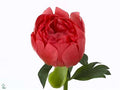 Farm Fresh Paeonia Coral Sunset (Bunch of 10stems, Length 60cm)