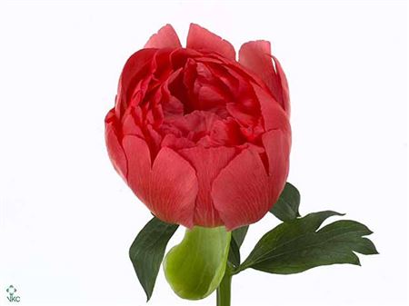 Farm Fresh Paeonia Coral Sunset (Bunch of 10stems, Length 60cm)