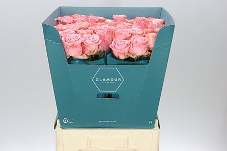Farm Fresh Rosa Gr Sophia Lauren (Bunch of 10 stems, Length 60cm)