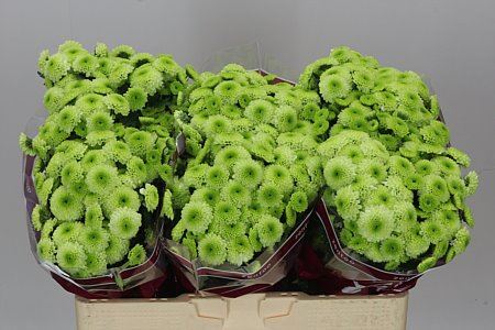 Farm Fresh Santini Bumper (Bunch of 25 stems, Length 55cm)