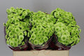 Farm Fresh Santini Bumper (Bunch of 25 stems, Length 55cm)