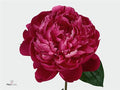 Farm Fresh Paeonia Red Bernhardt(Bunch of 10stems, Length 60cm)