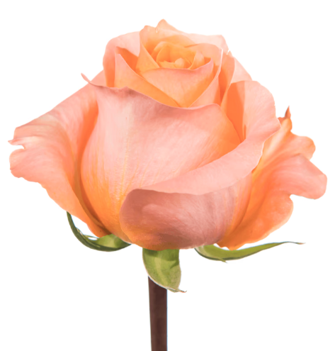 Farm Fresh Rosa Ecuadorian Gr Coral Reef (Bunch of 25 stems, Length 60cm)