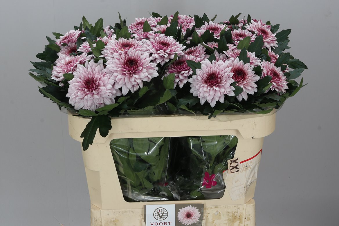 Farm Fresh Chrysanthemum G Pip Pretty(Bunch of 10stems, Length 70cm)