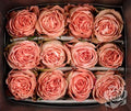 Farm Fresh Rosa Ecuadorian Gr Country Home(Bunch of 25 stems, Length 60cm)