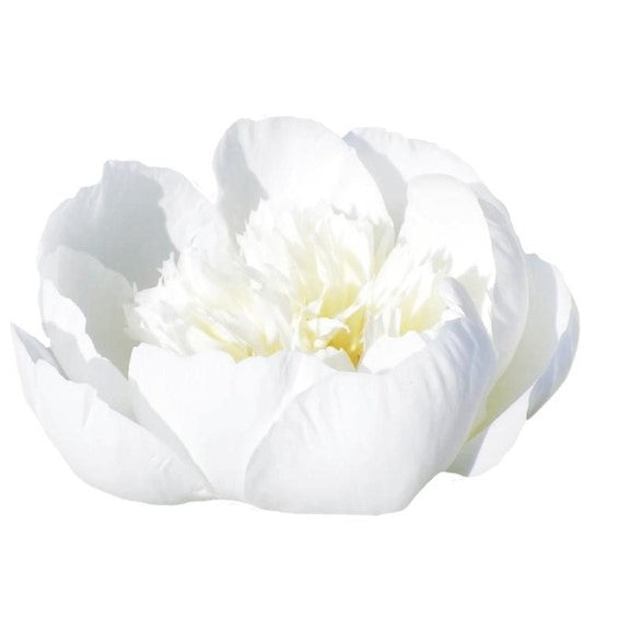 Farm Fresh Paeonia Bridal Shower (Bunch of 10stems, Length 60cm)