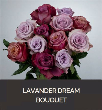 Farm Fresh Rosa Ecuadorian G Rainbow Lavender Dream(Bunch of 25 stems, Length 50cm)