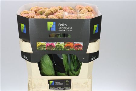 Farm Fresh Celosia Reprise Rose(Bunch of 10stems, Length 60-70cm)