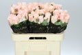 Farm Fresh Rosa Gr Pomarose(Bunch of 10 stems, Length 60cm)