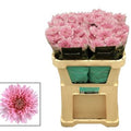 Farm Fresh Chrysanthemum G Kalimba (Bunch of 10 stems,Length 70cm)