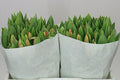 Farm Fresh Tulipa En Ad Rem( Bunch of 50stems, Length 43cm)