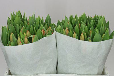 Farm Fresh Tulipa En Ad Rem( Bunch of 50stems, Length 43cm)