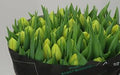 Farm Fresh Tulipa Du Double Trouble( Bunch of 50stems, Length 35cm)